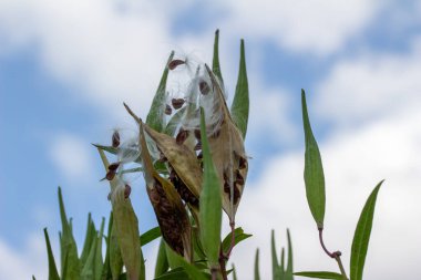 Olgunlaşmış tohumların doğal olarak yarılmış olan ve ipeksi diş ipeği içeren tohumları dağıtan bataklık yosunları (asclepias incarnata) üzerindeki Macro görünümü