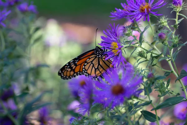 Zblízka Pohled Monarcha Motýla Krmení Fialové Astrové Květy Slunné Zahradě — Stock fotografie