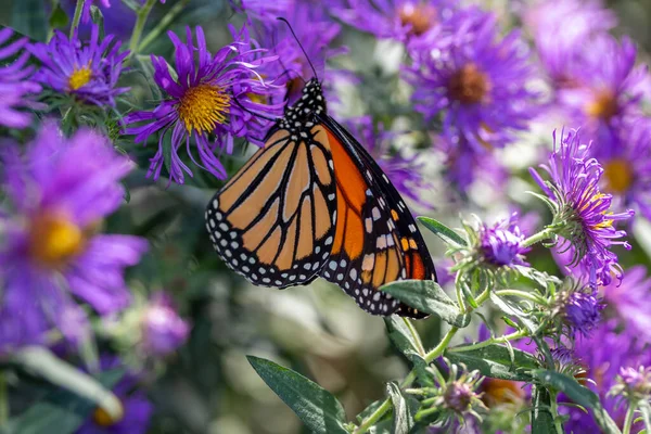 Vista Vicino Una Farfalla Monarca Che Nutre Fiori Viola Aster — Foto Stock