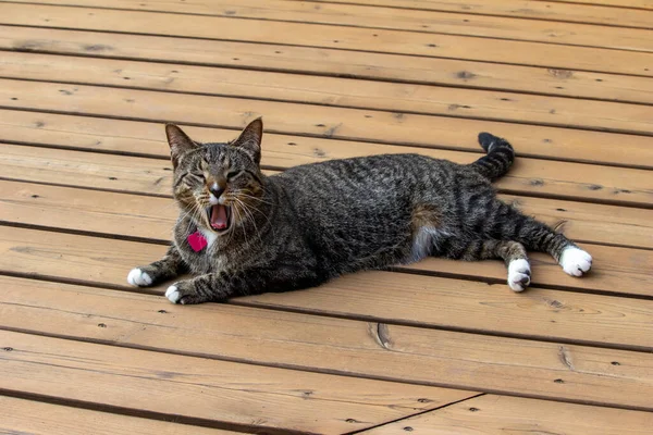 在雪松木甲板上 一只打呵欠的灰色条纹斑斑猫在户外放松的近景 — 图库照片