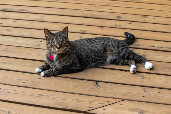在雪松木甲板上 一只灰色条纹斑斑猫在户外放松的近景 — 图库照片