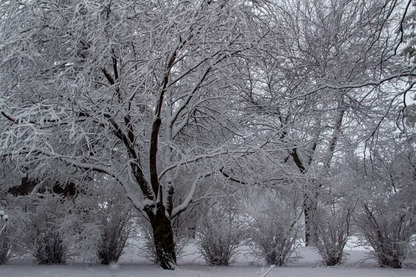 Inverno Paisagem Textura Fundo Com Neve Coberto Chão Arbustos Árvores — Fotografia de Stock