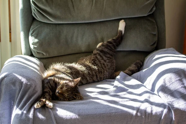 담요에 늘어진 줄무늬 고양이의 시야를 가까이 광선으로 — 스톡 사진