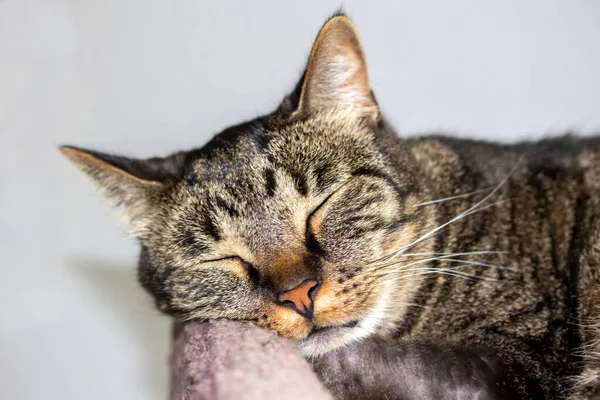正在睡觉的灰色条纹斑斑猫的头像 它的头靠在有地毯的猫树上 背景是白色的 — 图库照片