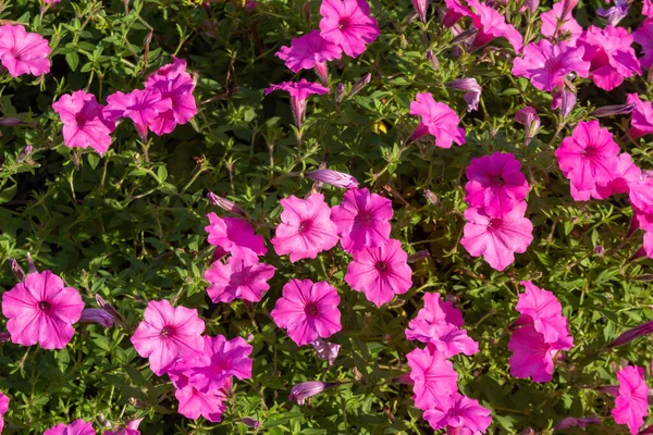 Fondo Textura Marco Completo Flores Petunia Rosa Jardín Mariposas Soleado — Foto de Stock