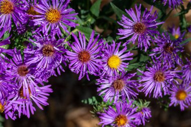Dayanıklı mor paskalya çiçeğinin tam kare desen arkaplanı. Farklı renklerde çiçek açar. Güneşli bir kelebek bahçesinde çiçek açar.