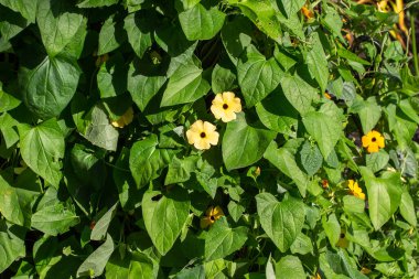 Sarı thunbergia çiçeğinin tam çerçeve arkaplanı, siyah merkezli, güneşli bir kelebek bahçesinde çiçek açar.