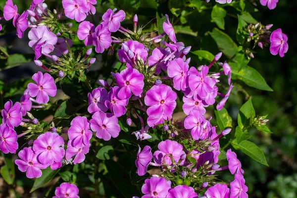 艳阳高照的蝴蝶花园中 深粉色沼泽花 Phlox Glaberrima 的全框架抽象纹理背景 — 图库照片