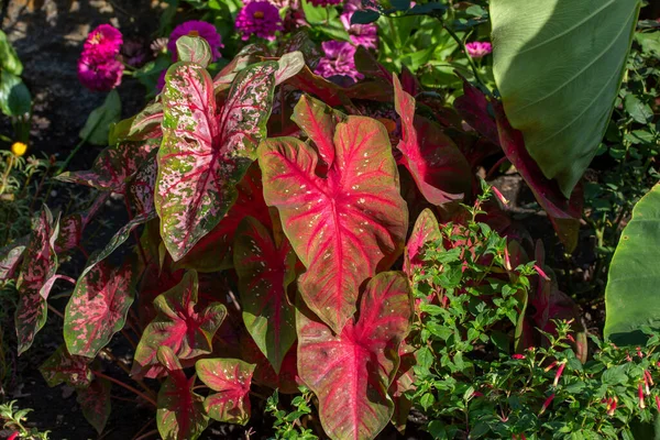 이내리쬐는 정원에서 모양의 잎들이 분홍빛 녹색으로 모양을 식물의 추상적 전체적으로 — 스톡 사진