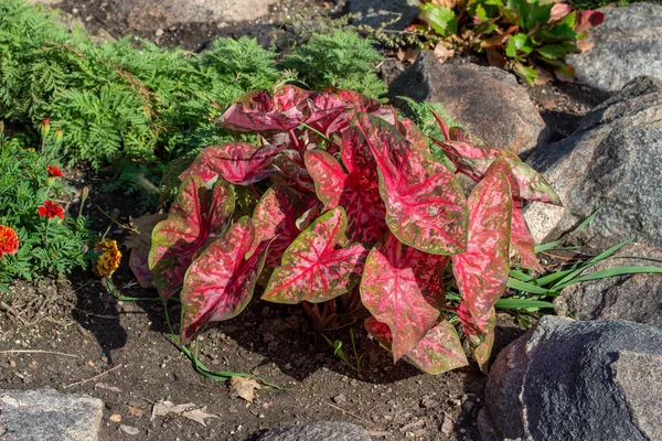 이내리쬐는 정원에서 모양의 잎들이 분홍빛 녹색으로 모양을 식물의 추상적 전체적으로 — 스톡 사진
