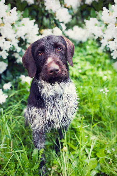 Mladý pes českého drátěného gryfa. Ocelově šedá barva pes s kvetoucím keřem v pozadí — Stock fotografie