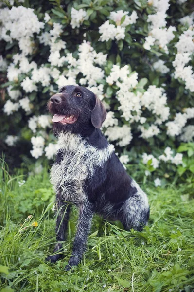 Bohem tel saçlı, işaret eden griffonun genç köpeği. Arka planda çiçekli çalı çeliği olan gri bir tazı.