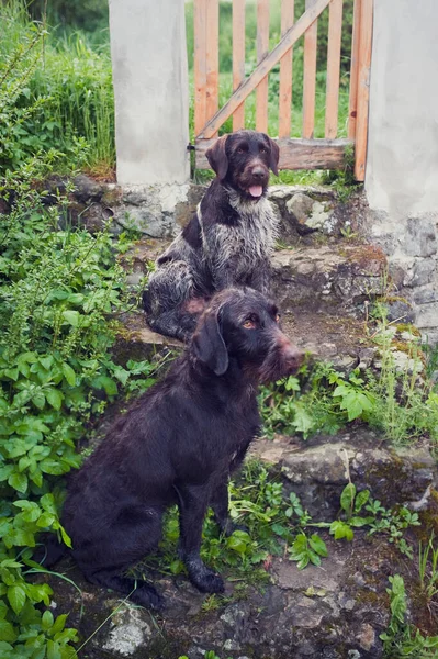 İki Bohem kablo saçlı, taş merdivenlerde oturan griffon köpeği. Tazılar