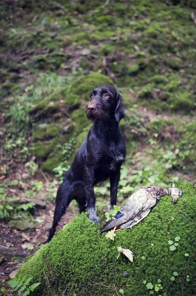 Young dog of Bohemian wire-haired Pointing griffon. Beautiful brown chesnut hound with duck. — Stock Photo, Image