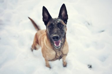 Güzel kış. Belçikalı çoban - Malinoise oturuyor ve kameraya bakıyor. Mutlu neşeli köpek kışın arka planda karlı.