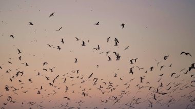 Gün batımında, şafakta, gökyüzünün arka planında birçok martı. Vahşi kuşların siluetleri. Deniz yolculuğu. Güzel doğal afiş, desen .