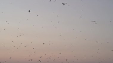 Gün batımında, şafakta, gökyüzünün arka planında birçok martı. Vahşi kuşların siluetleri. Deniz yolculuğu. Güzel doğal afiş, desen