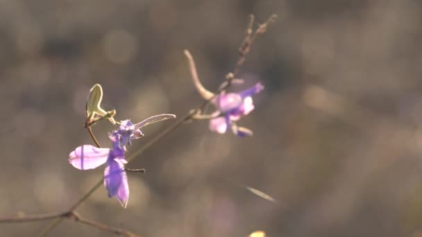 Κοντινό Πλάνο Μοβ Λουλούδι Άγρια Δελφίνιο Consolida Regalis Larkspur Πεδίο — Αρχείο Βίντεο