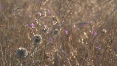 Yakın plan mor çiçek, yabani desenyum ya da Consolida regalis, larkspur. Tarla ışıkları, rüzgarda batan güneş, çayır otları ve çiçekler, bej rengi. Güzel doğa videosu 4K