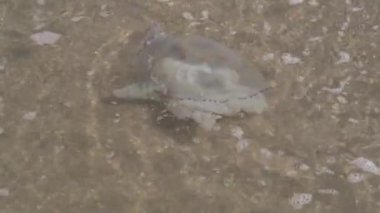 Dalgaların deniz köpüğü, ekolojik felaket, küresel ısınma. Doğa videosu 4K.