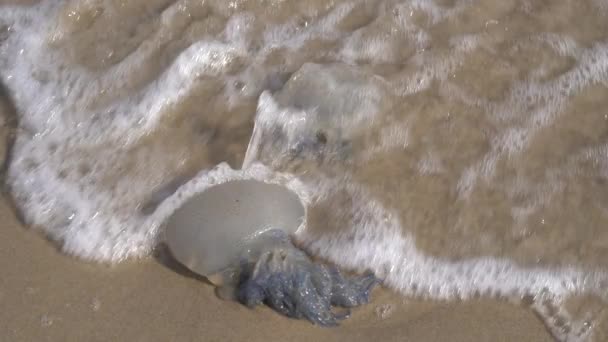 Zbliżenie Dużych Martwych Meduz Piaszczystym Brzegu Morskiej Pianie Fal Katastrofa — Wideo stockowe