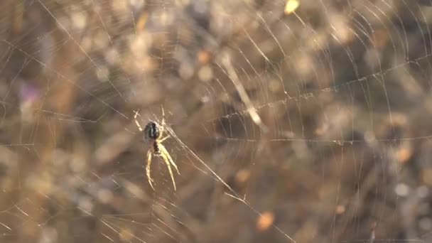 Primer Plano Una Araña Sentada Una Telaraña Los Rayos Del — Vídeo de stock