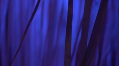 Karanlık bir gecede rüzgarda sallanan beyaz kurdeleler, gece kulübü dekorasyonları, soyut arka plan, modern sanat, kurulum, parlak neon ışığı, güzel doku, 4K video.