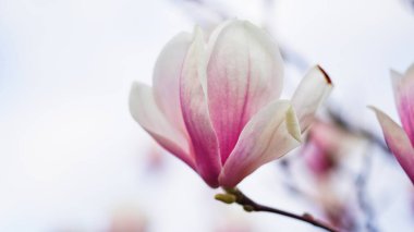 Gökyüzüne doğru uzanan pembe manolya çiçeklerinin yakın çekimi. Çiçekler, mevsimlik çiçekler. Anneler günü için güzel bir kart. Büyük bir Japon zambağı olan Magnoliaceae 'nin Macro fotoğrafı.