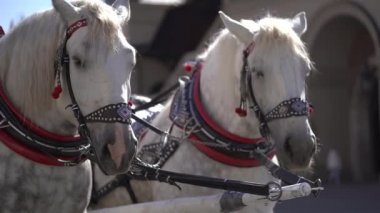 İki baş beyaz atın yakın çekimi perçinli güzel bir kayış takımı. Krakow turistlerin ilgisini çekiyor, atlarla at arabasında. Polonya 'da yaz güneşli bir gün. Yürüyen turistler için atlar.