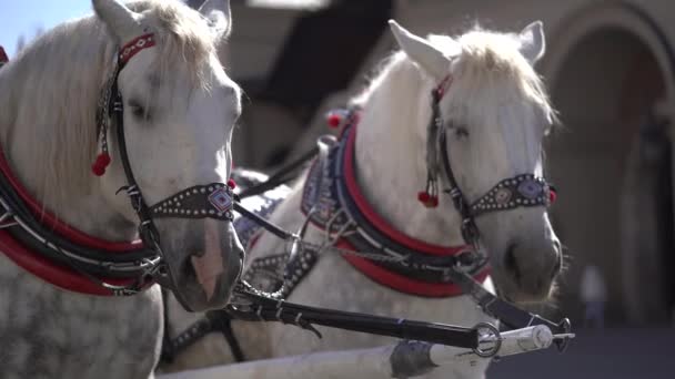 白い馬の2頭のクローズアップは リベットで共通の美しいハーネス 観光名所クラクフ 馬と馬車に乗ってポーランドで春または夏の晴れた日 観光客のための馬 — ストック動画