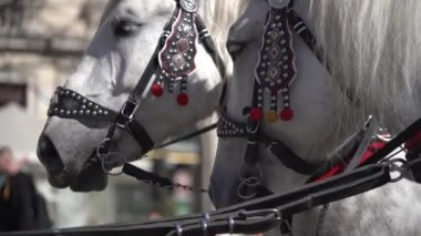 İki baş beyaz atın yakın çekimi perçinli güzel bir kayış takımı. Krakow turistlerin ilgisini çekiyor, atlarla at arabasında. Polonya 'da yaz güneşli bir gün. Yürüyen turistler için atlar.