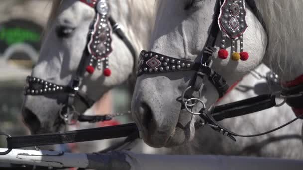 Zbliżenie Dwóch Głów Białych Koni Wspólne Piękne Uprzęże Nitami Atrakcja — Wideo stockowe