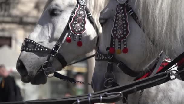 Nahaufnahme Von Zwei Köpfen Von Weißen Pferden Gemeinsame Schöne Geschirr — Stockvideo