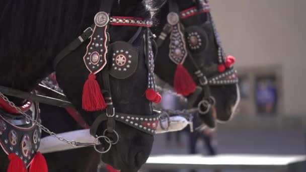 Närbild Två Huvuden Svarta Hästar Gemensamma Vackra Sele Med Nitar — Stockvideo