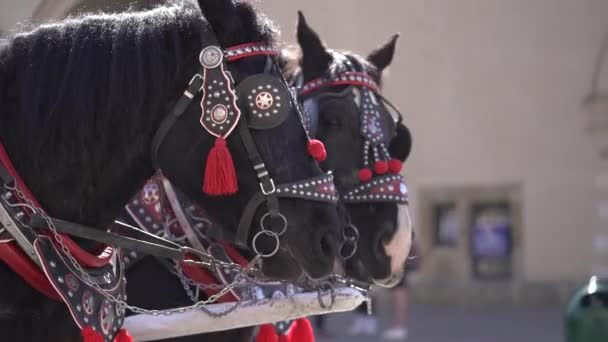 Nahaufnahme Von Zwei Köpfen Von Schwarzen Pferden Gemeinsame Schöne Geschirr — Stockvideo
