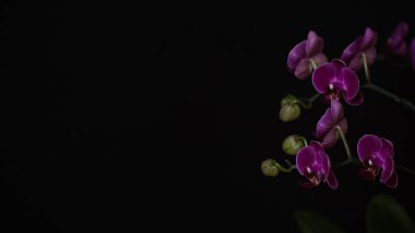 Siyah bir arkaplan üzerinde koyu mor çiçekli bir orkidenin yakın plan dalı.Phalaenopsis ev çiçekleri, bahçe. Güzel bir pankart, kart, hediye için kavram. Kopya alanı, metin için yer