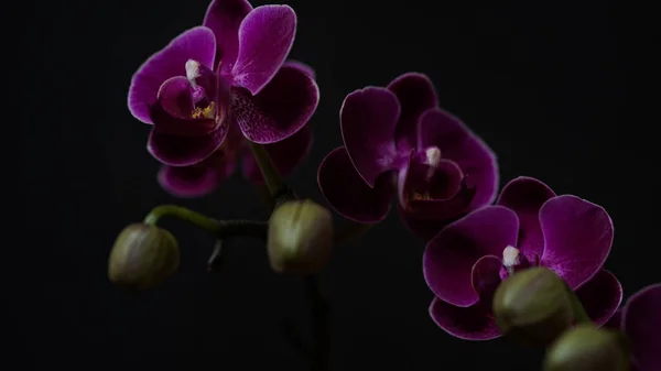 Close Branch Dark Purple Blooming Orchid Black Background Phalaenopsis Home — стоковое фото