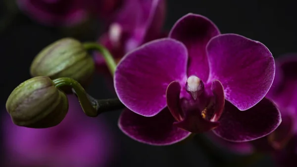 Close Branch Dark Purple Blooming Orchid Black Background Phalaenopsis Home — Stock Photo, Image