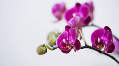 Beyaz bir arkaplan üzerinde koyu mor çiçekli bir orkidenin yakın plan dalı.Phalaenopsis ev çiçekleri, bahçe. Güzel bir pankart, kart, hediye için kavram. Boşluğu kopyala, ders için yer belirle..