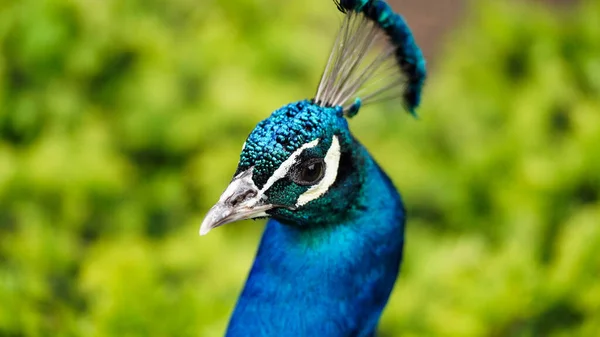 動物園や自然公園の緑の茂みを背景に 青い雄クジャクの頭のクローズアップ 晴れた日に美しい野鳥のマクロ写真 明るい色 — ストック写真