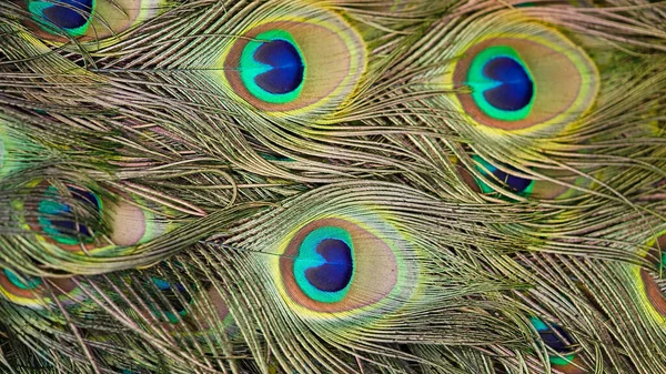 Primer Plano Hermosas Plumas Cola Pavo Real Multicolores Textura Brillante — Foto de Stock