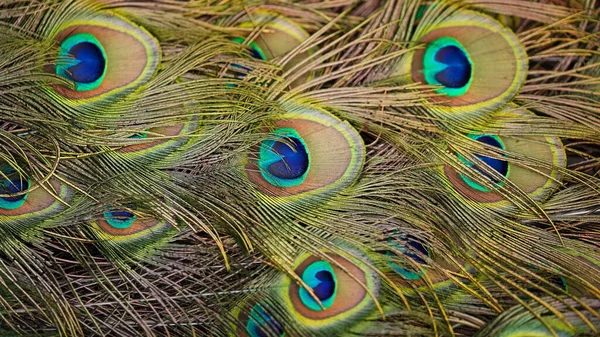 漂亮的多色孔雀尾羽的特写 羽毛的明亮质感 选择性聚焦 自然背景 — 图库照片
