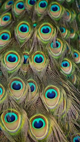 Közelkép Gyönyörű Többszínű Páva Faroktollak Fényes Textúra Tollak Közelkép Szelektív — Stock Fotó