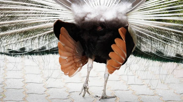 オスの孔雀の後部ビューのクローズアップテール 自然公園 動物園 エキゾチックな鳥 孔雀の羽のテクスチャ — ストック写真