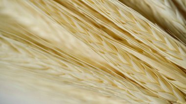 Olgun altın buğday başakları, seçici odak noktası. Güzel doğal özgeçmiş. Tarım, tahıl hasadı, Ukrayna buğdayı. Dünya krizi, kıtlık.