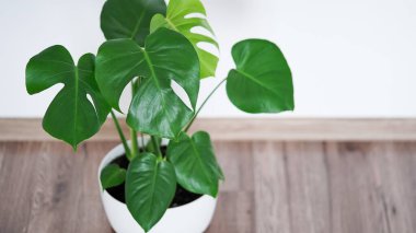 Güzel canavar çiçek yaprakları ya da İsviçre peynir bitkisi, Monstera deliciosa Liebm, Araceae beyaz tencerede beyaz duvara ve kahverengi zemine iç minimalizm kavramı, afiş, kopyalama alanı