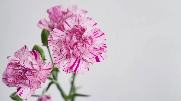 Macro photo of white-pink carnation flower bud close-up on grey background.Texture soft petals of carnation.Beautiful banner of flowers.Scientific name is Dianthus.Wedding postcard.Mothers day flower.