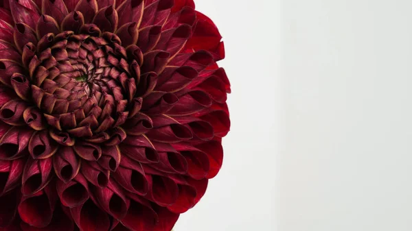 Macro photo Deep burgundy color dahlia ,formal ornamental type, on a gray background. Beautiful flower banner, close-up, copy space.Selective focus.Petal details.Pattern, circle.