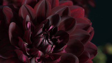 Makro fotoğraf Deep Burgundy, kırmızı renk Dahlia, resmi süs eşyası, siyah arka planda. Güzel çiçek afişi, yakın plan, kopyalama alanı seçmeli odak noktası. Taç ayrıntıları. Daire şeklinde..