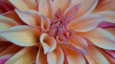 Macro photo of a dahlia in beige and pink color, formal ornamental type. Beautiful flower banner, close-up. Selective focus. Petal details. Pattern, circle. Needle dahlia